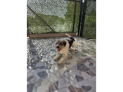 Terrier Barack Kırması İki Kardeş