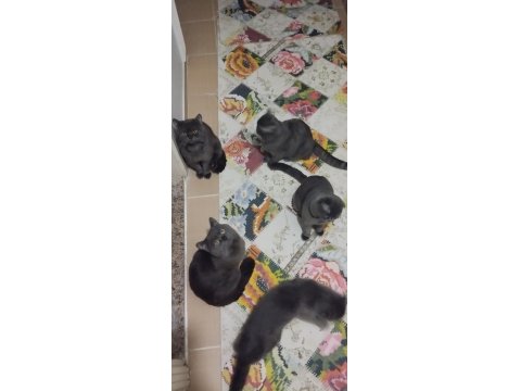 Yetiştirici Olmak İsteyenler İçin Bir Erkek British Bir Dişi Scottish Fold