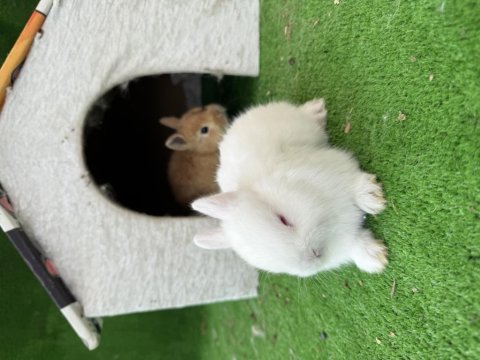 Cüce Tavşan Yavrularımız Gönderim Yapılır