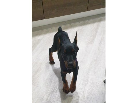 Sağlık Ve Irk Garantili Doberman Mermi