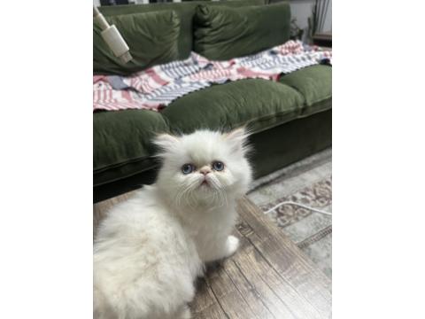 Maviş İran Kedisi Prenses