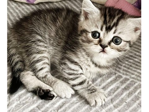 Yavru Kedileri Ve Anneyi Mama Karşılığı Sahiplendiriyoruz