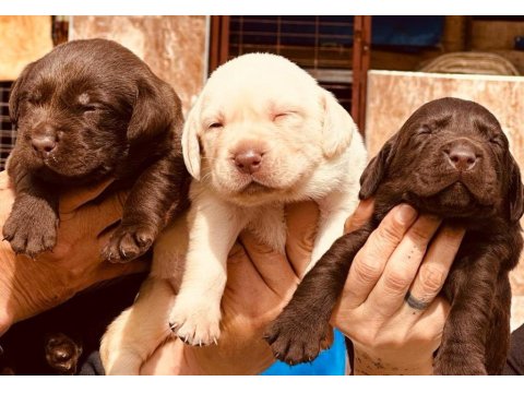 Labrador Arıyorsanız Bu Yavrular Size Göre!