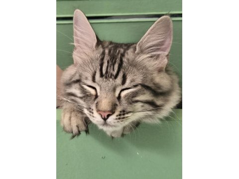 5 Aylık Erkek Baba British Anne Maine Coon