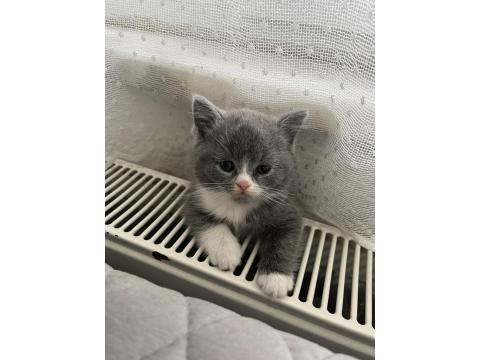 Yavru Kedilerimizi Sahiplendirme