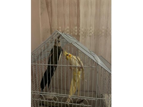 Erkek Ve Dişi Sultan Papağanı