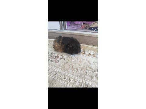 Ele Alışkın Guinea Pig