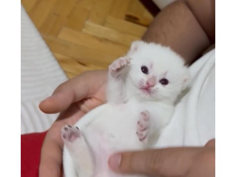 Safkan Şampiyon Yavru Kediler