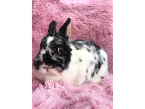 Cüce Tavşan (Broken)