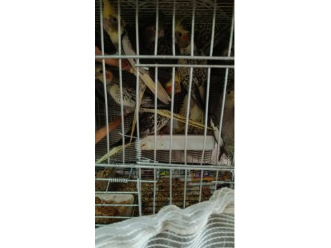 Yeme Düşmüş Sultan Papağanları