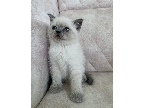 Ayı Surat Top Kafa Erkek British Shorthair Bebiş
