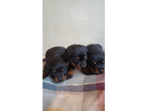 Sağlıklı Rottweiler Yavrular
