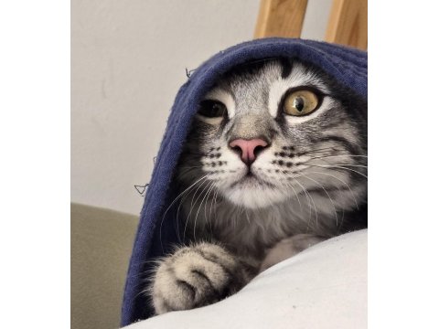 5 Aylık Erkek Baba British Anne Maine Coon