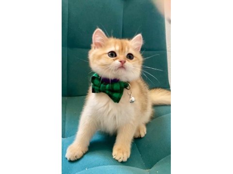 Safkan Şecereli Anne Babadan Golden Ny12 British Shorthair