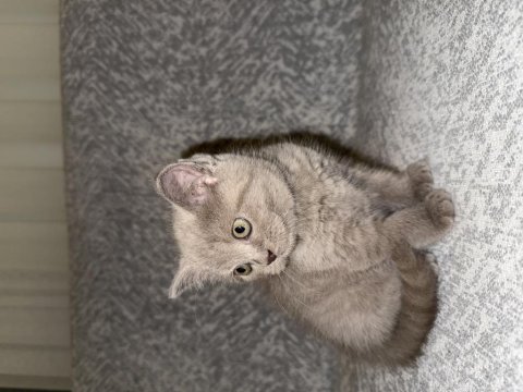 British Shorthair 40 Günlük Dişi