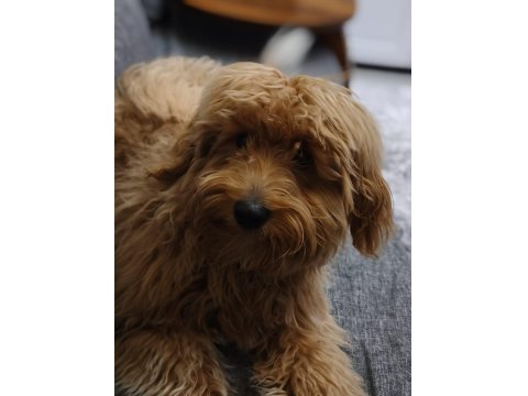 6 Aylık Maltipoo Köpek Erkek