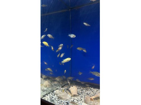 Üreticiden Cichlid Balıklar