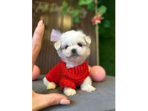 Mini Maltese Terrier