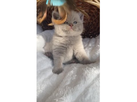 Safkan British Shorthair Bebeklerim