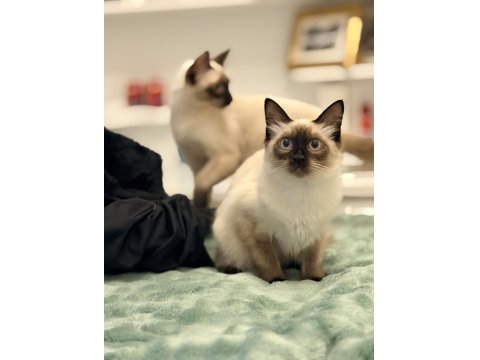 Siyam Kedilerimizi Sahiplendirmek İstiyoruz