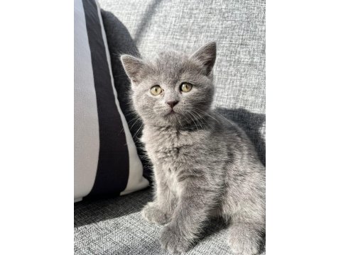 British Shorthair Kedisi
