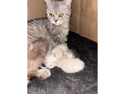 British Yavru Kediler