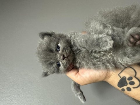 Muhteşem Gri Beyaz British Yavrular