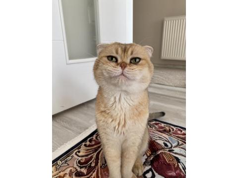 Scottish Fold Ny11 Erkek Kedimiz