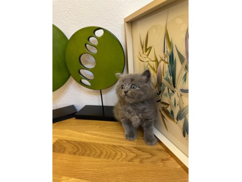 Muhteşem Kalite British Shorthair Kediler