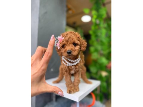 Sevimli Poodle Köpekler