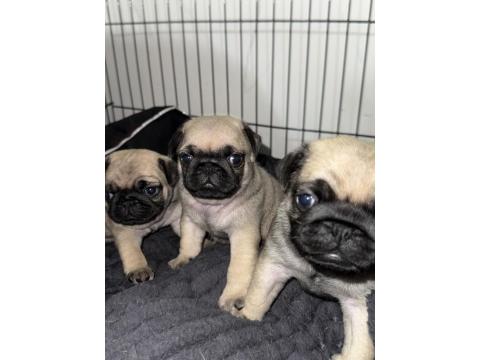 Orjinal Pug Yavrusu