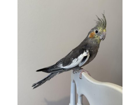 Sultan Papağanı Sahiplendirilecek