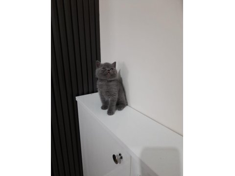 2 Aylık British Shorthair Erkek Yavru