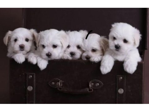 Maltipoo Bebekler
