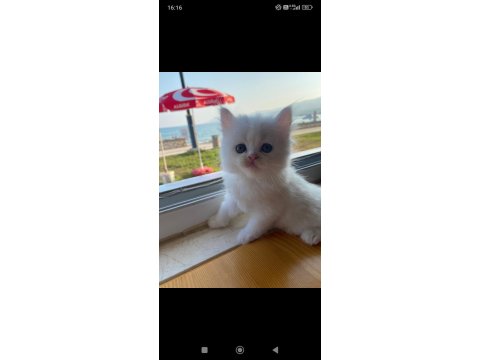 British Shorthair Ve British Longhair Yavrular