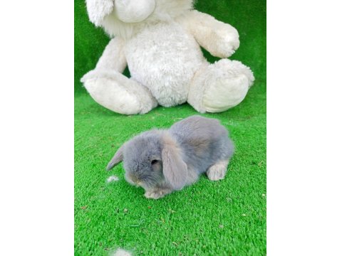 Hollanda Teddy Lop Tavşanlar Hazır