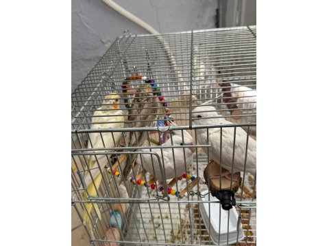 En Büyüğü 4 Aylık 2 Çift Sultan Papağanları