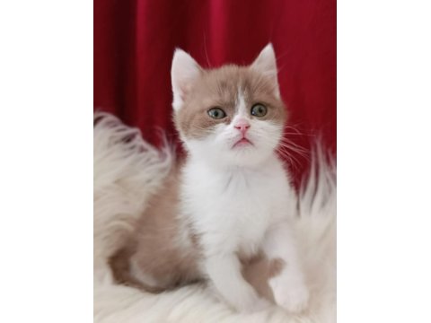 Kedilimize Yeni Sahiplerini Arıyoruz