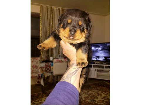 Koca Kafa Rottweiler Yavrular Xxl