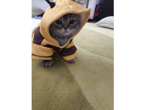 Scottish Fold Dişi 3,5 Aylık