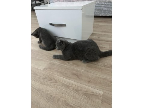 Safkan British Shorthair Yavru Kedimiz