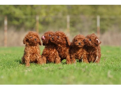 Micro Ayarında Poodle Yavrularımız