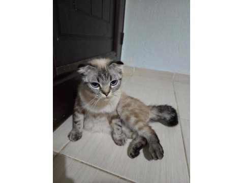 Ücretsiz Sahiplendirme Scottish Fold Kedim