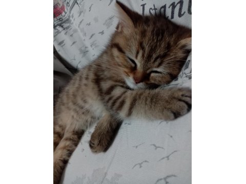 Dişi Masum Tatlı Kedimiz