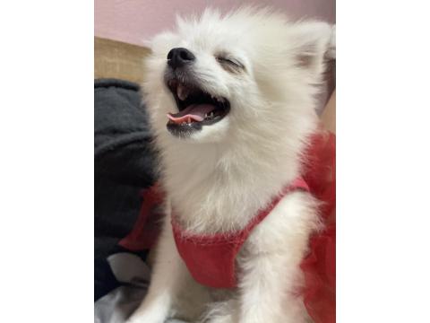 3 Aylık Pomeranian