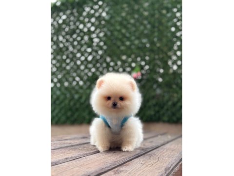 Dişi Ve Erkek Pomeranian Yavrularım