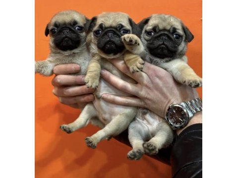Ev Doğumlu Pug Yavrular