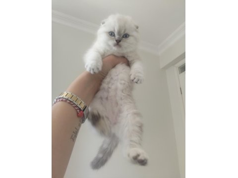 Show Kalite Bebek Kediler