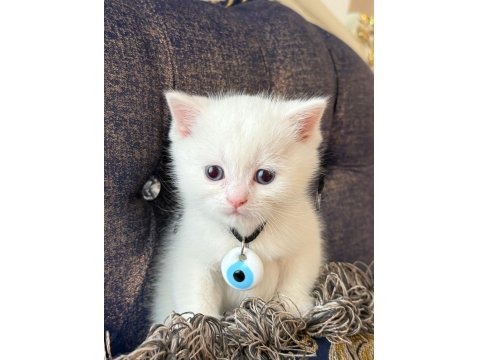 British Yavrularımız