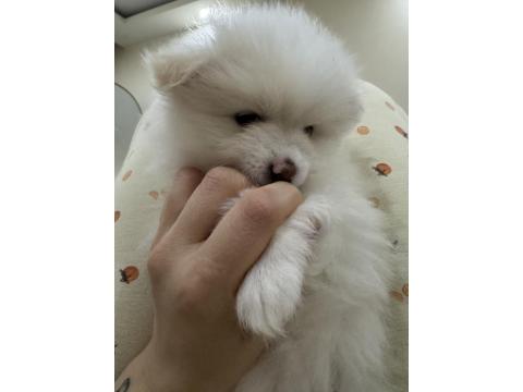 5 Pomeranian Yavrumuza Aile Arıyoruz